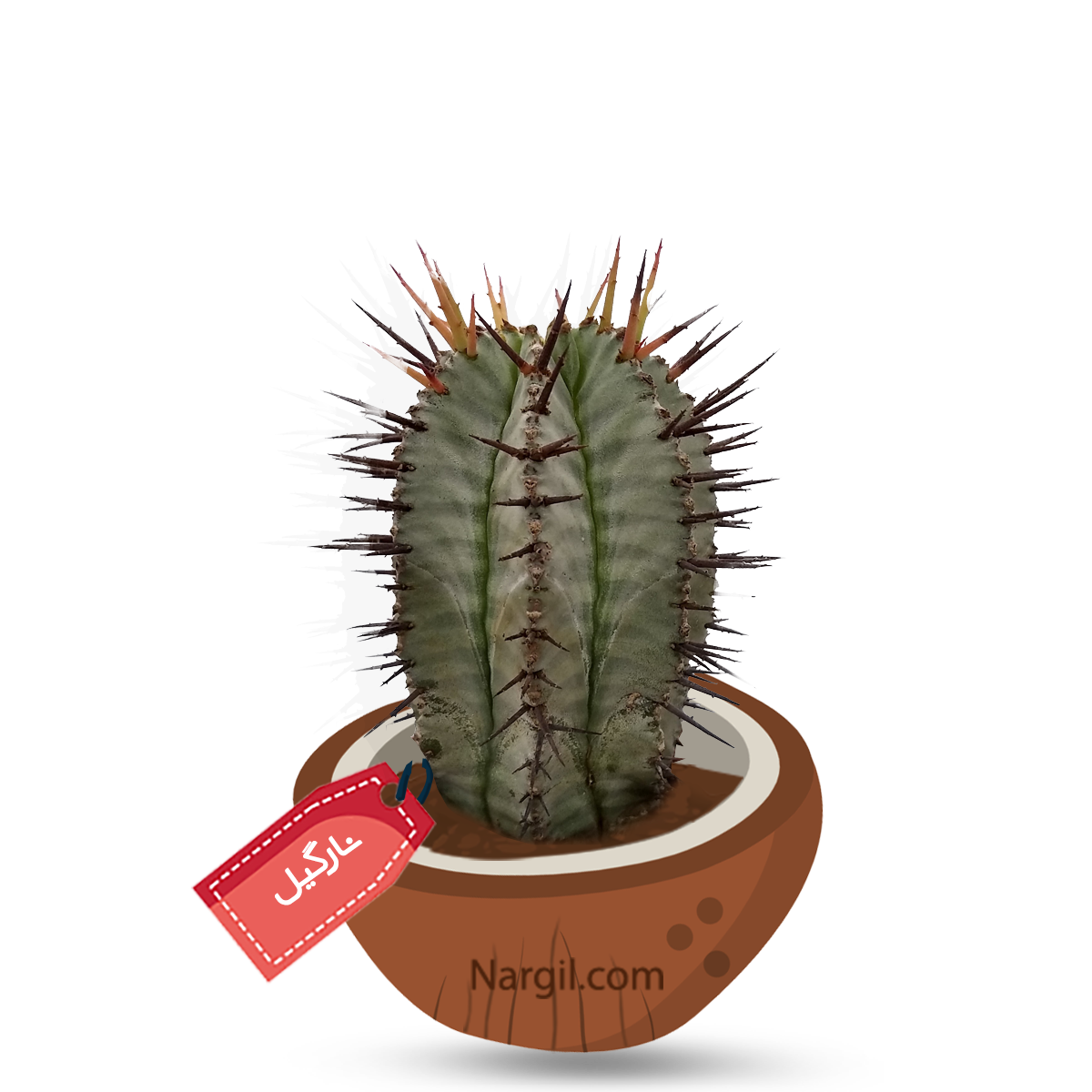  Nargil - African milk barrel